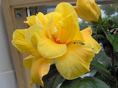 Eine gelbe Hibiskusbluete / A yellow hibiscus blossom